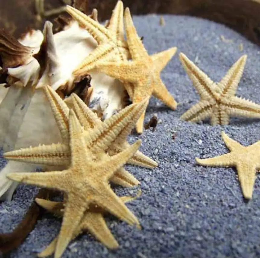 

200 шт., натуральные Звездные звёзды 1,5-2,5 см