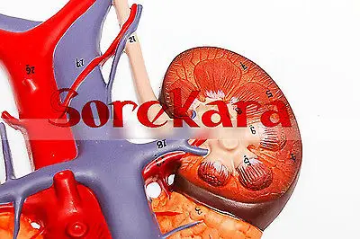 1:1 анатомии человека рельеф мочевой Системы Органы внутренностей Спецодежда