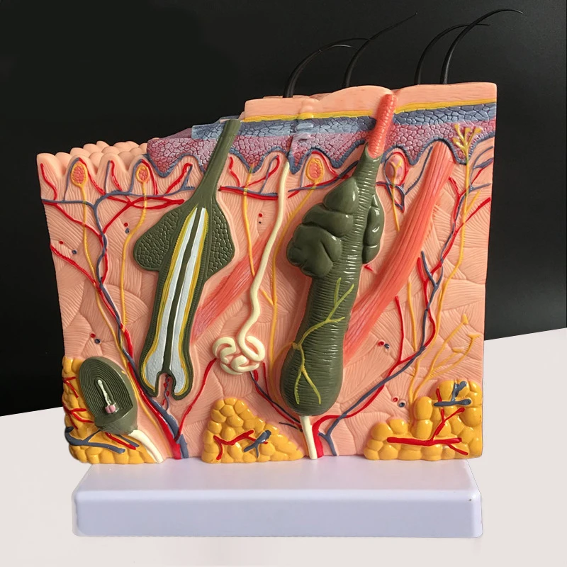 Увеличивающая модель структура кожи и волос слоя анатомическая косметические