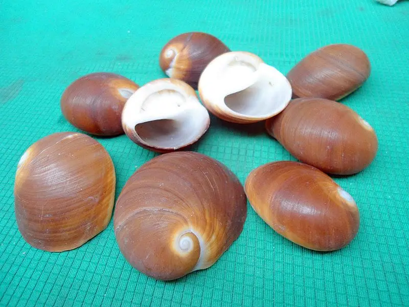 HappyKiss 2 шт./лот натуральные ракушки Hermit crabs molt carapaces Аквариум Украшение для
