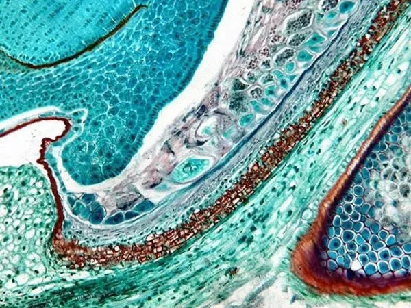 Тринокулярный биологический микроскоп амскоп принадлежности 40X 1500X план