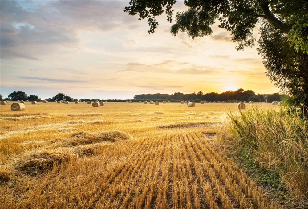 Laeacco Sunlight Rural Wheat Fields сено тюк Урожай портретная сцена Фото фоны для фотостудии|Фон