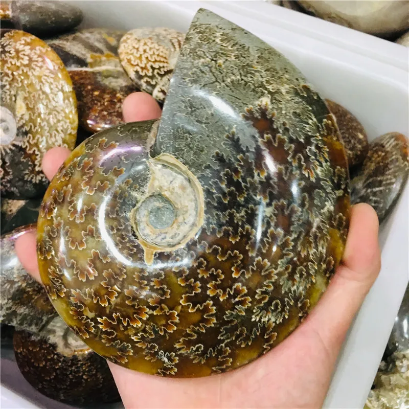 АА++ натуральный аммонит красивый NAUTILUS Мадагаскар окаменелый с лечебным действием, образцы