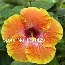 100 гигантские семена цветов гибискуса китайские дешевые лучший подарок для