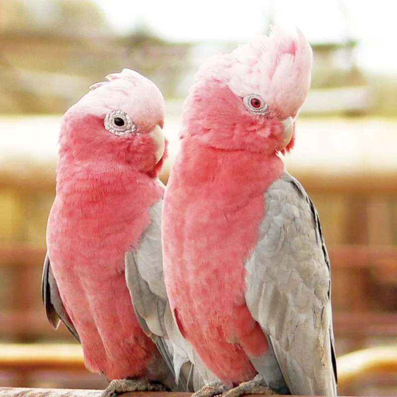 Pink Cockatoo Gingerain одежда с птицами попугай подгузник коричневый пуленепробиваемый жилет ручной работы на заказ птичий подгузник коричневый пуленепробиваемый жилет - Цвет: Pink Cockatoo