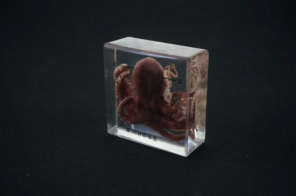 Настоящие образцы осьминога в прозрачном блоке обучающий инструмент |