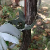 Секаторами li батареи фабрики бесплатная доставка распродажа фруктовых деревьев