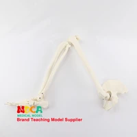 foot and foot joint model with tibia fibula and femur pelvis human skeleton model medical teaching mjg006