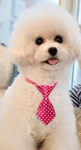 120 шт./лот Большая распродажа цветные рукодельные поводок рулетка для питомца