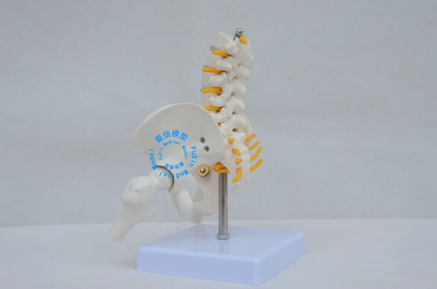 Бесплатная доставка и пятисегментный Поясничный позвоночник модель бедра