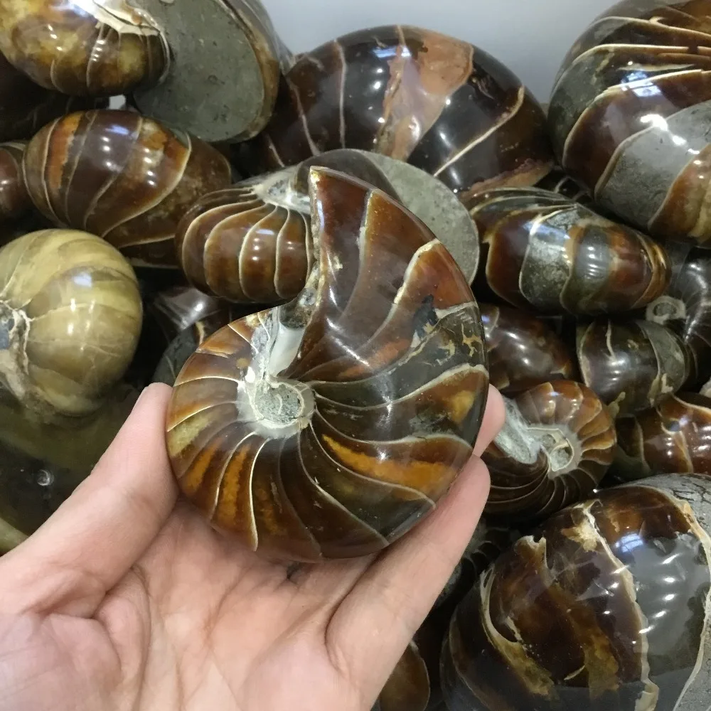 200 г Природный полированный Nautilus окаменелости аммониты камня для украшения | Дом