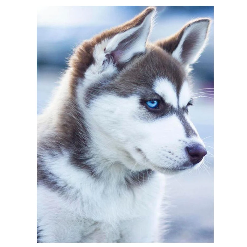 Алмазная вышивка с изображением зимней собаки хаски квадратная из смолы сделай