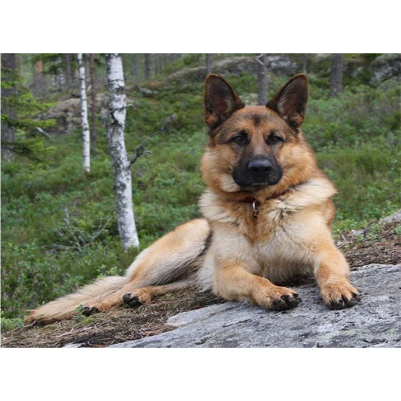 

5D DIY Алмазная картина полный квадратный/круглый Мозаика из эпоксидной смолы Алмазная вышивка овчарка рукоделие узор Декор Картина собака ...