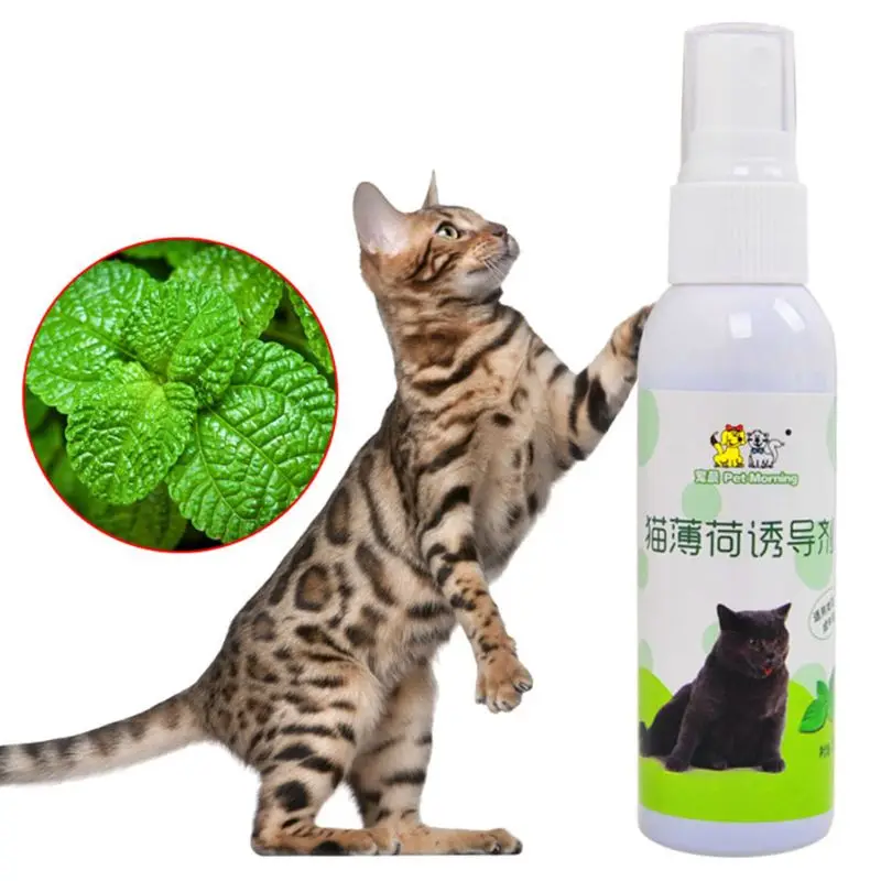 Кошка кошачья игрушка для тренировки питомца натуральный здоровый Кот мята
