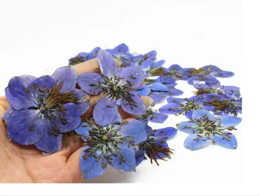 120 шт. 3 4 см|star flower|flower flowerdried flower press |