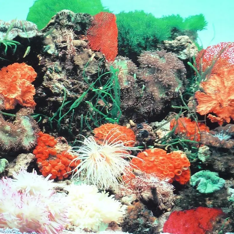 Двусторонний плакат для аквариума 9001 дюйма x 60 дюйма|fish tank decoration|tank decorationdecoration