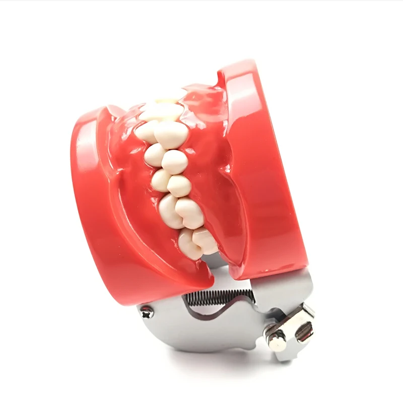 

1 Piece Wax Fixed Standard Dental Teeth Model with 28PCS Teeth, Hard Gum and FE Articulator for Dental Teaching or Training