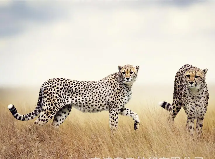 

Animal Leopard Luxury Blackout 3D Window Curtains For Living Room Bedroom Customized size Drapes Cortina Rideaux Cushion cover