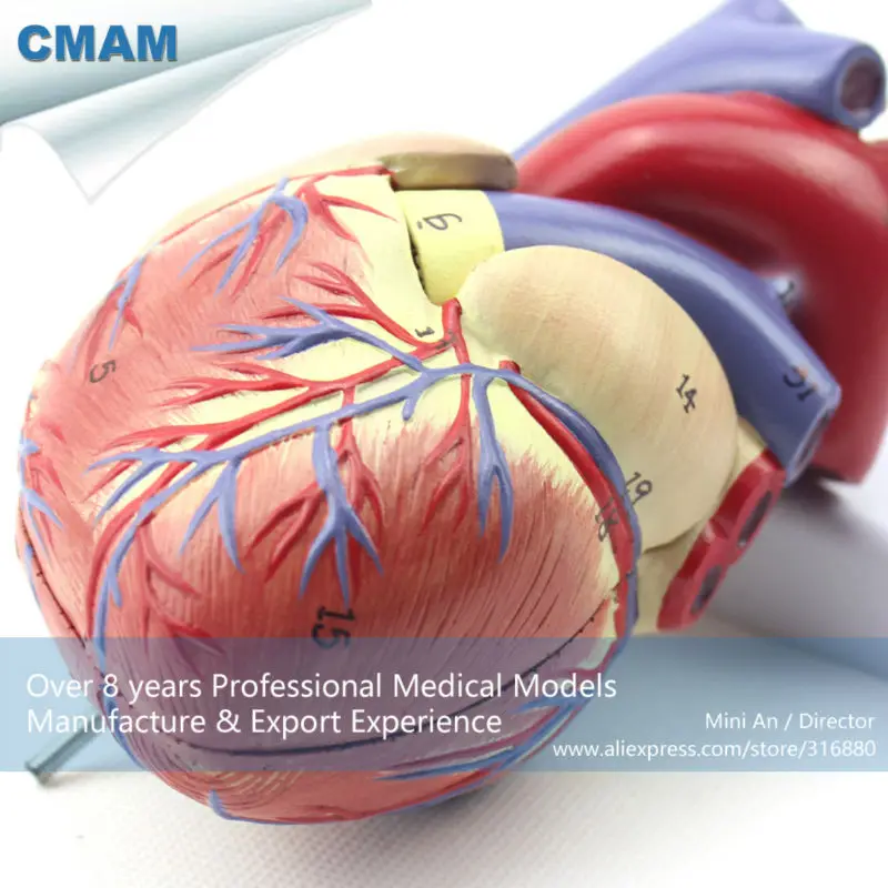 CMAM/12479 сердце-2 части, человеческое сердце медицинская учебная анатомическая модель