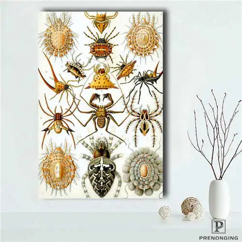 Пользовательское искусство-Haeckel-Asteridea (1) @ Печатный постер ткань стены