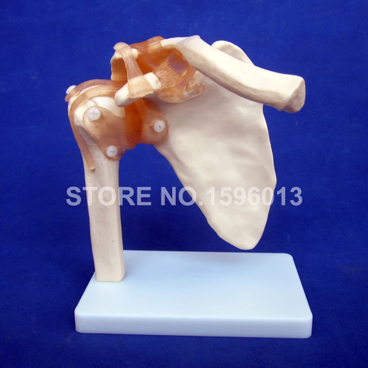 Модель плечевого сустава анатомическая модель кости с связкой|shoulder joint model|bone