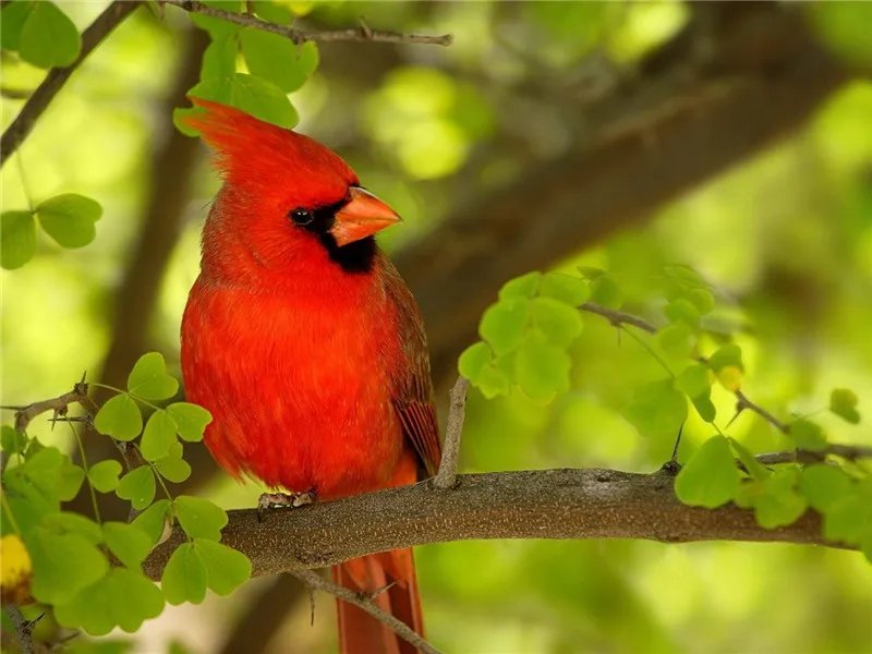 5D Diy Алмазная картина полное укроп квадратное животное североамериканские Cardinals