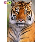 DPF 5D полностью круглая алмазная живопись серьезный Тигр DIY подарок Алмазная вышивка магический куб Вышивка крестиком ремесла мозаика домашний декор