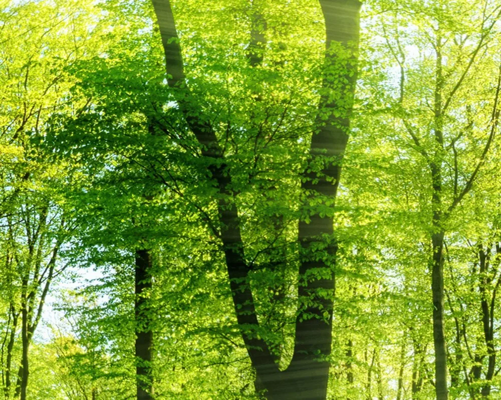 

Free Shipping Mural Custom 3D Wallpaper Bedroom Living Room Hotel Mural Sunlight Green Forest Scenery TV Living Room Wallpaper