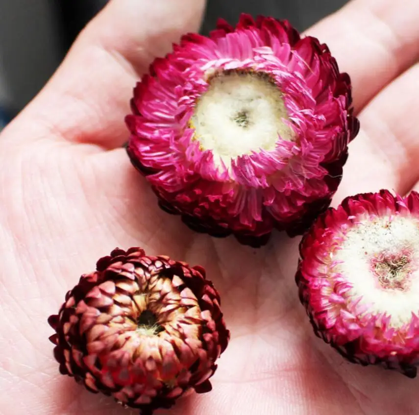 60 шт. 2-3 см сушеная Сохраненная головка Helichrysum Bracteatum для поделок Подарочный