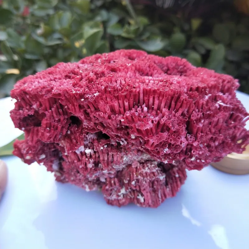 10-12 см натуральный морской Красный Коралловый аквариум для аквариума Ландшафтный интерьер Природный орнамент Морской дом свадебное украшение