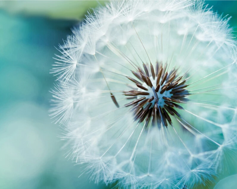 Diamond Painting Full Square &quotDandelion&quot 3D Embroidery Cross Stitch Rhinestone 5D DIY Mosaic Decor | Дом и сад