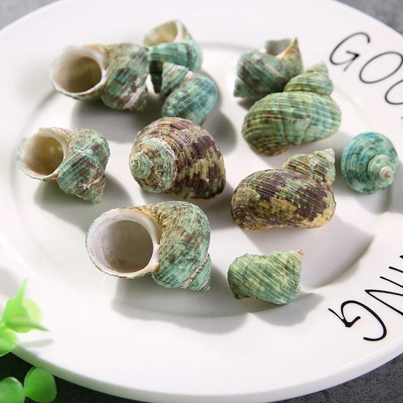 Happy Kiss 30pcs 2-3cm Sea natural conch green sea shell decorates aquarium to place article | Дом и сад
