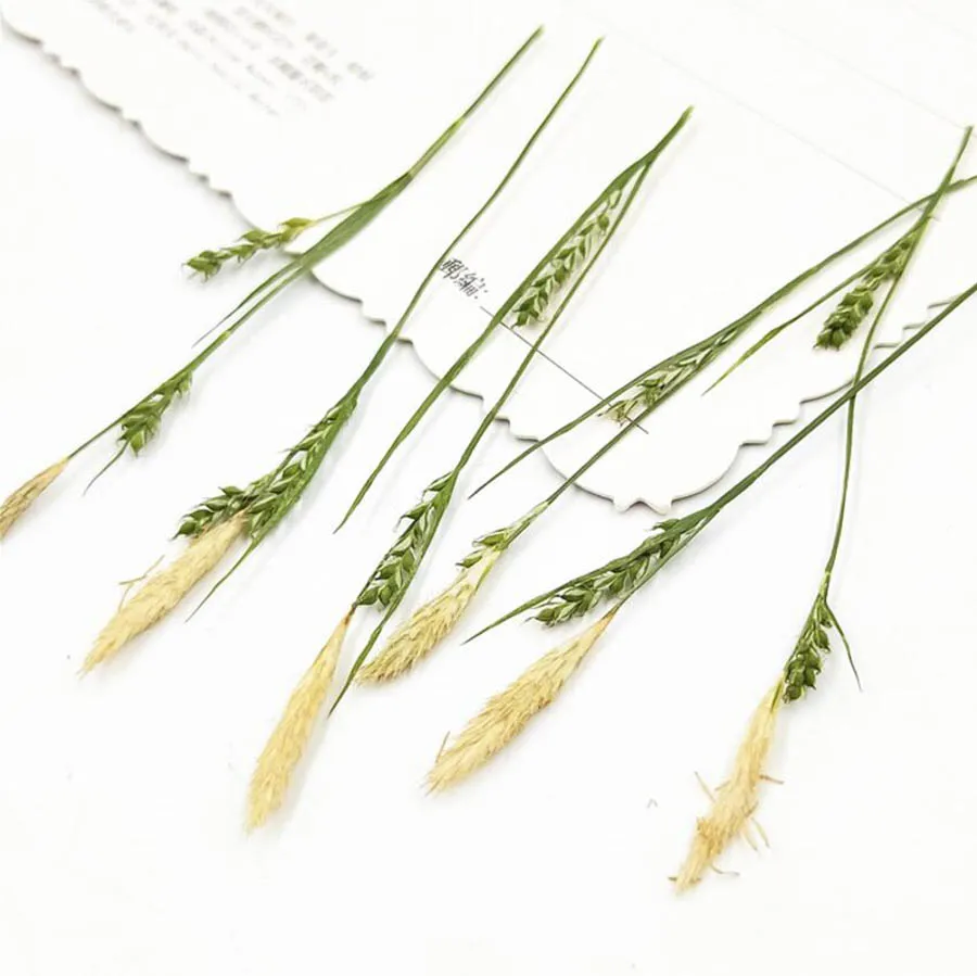 

64pcs Pressed Dried Natural 7-9cm Carex spp. Grass Plant Herbarium For Jewelry Postcard Invitation Card Phone Case Bookmark DIY