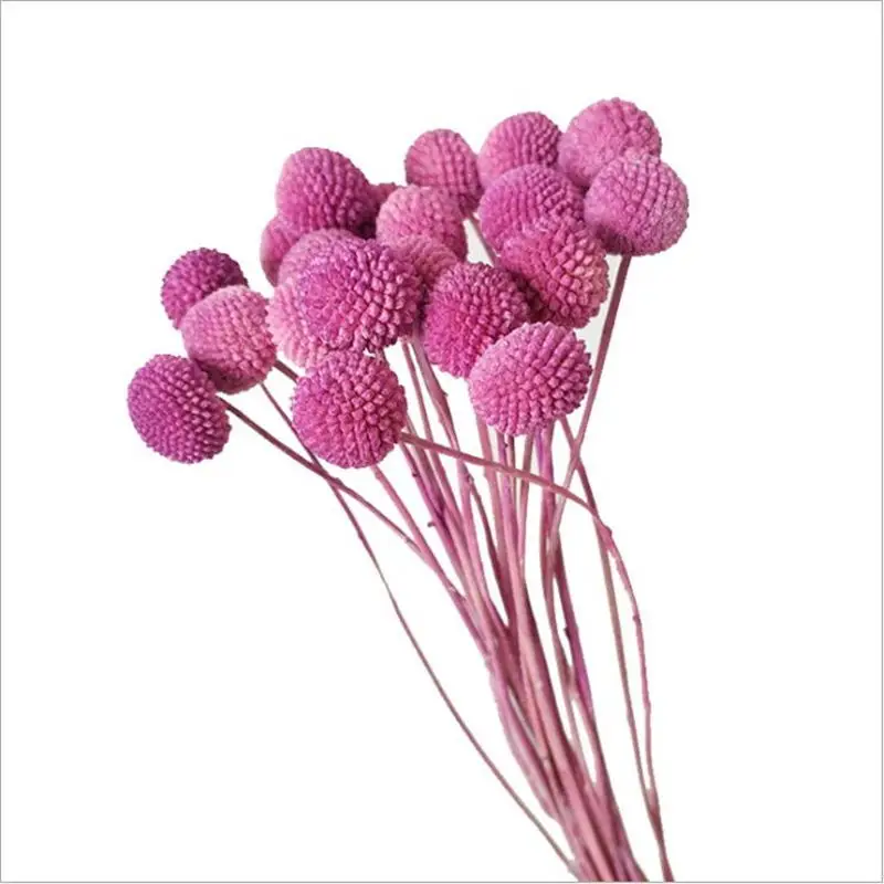 Rose Red MiHuaGe сушеные цветы Золотой шар для гостиной дома спальни украшения натуральные вечные цветы подарок на праздник вечерние принадлежности - Цвет: Rose Red