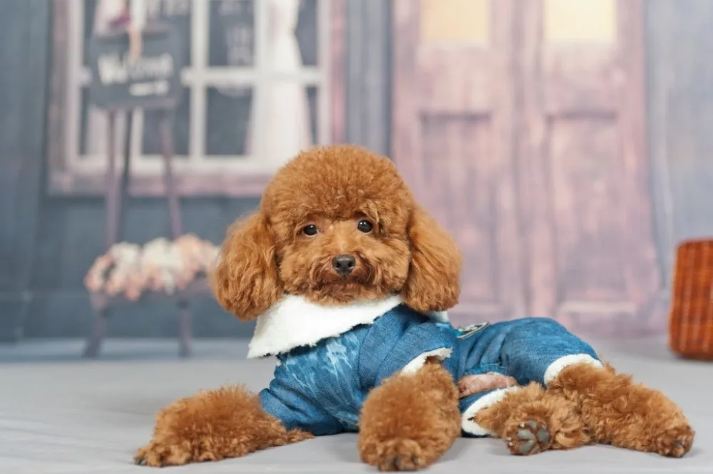 HOOPET 1pcs/lot Doggy Fashion Denim Jumpsuits Dog Cat Cool Tracksuits Puppy Clothes Pets Supplies Costume Sweaters