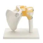 Анатомическая модель человеческого анатомический скелет в натуральную величину для продажи, череп одонтология, в суставах, мышцах плечевой кости, анатомическая модель