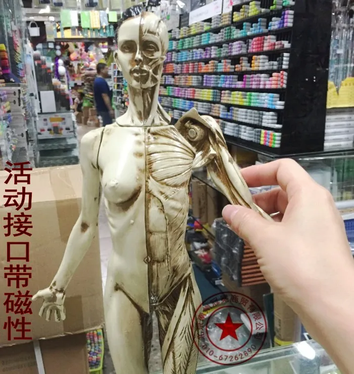 Бесплатная доставка 45 см человеческий мускуло скелетная анатомическая