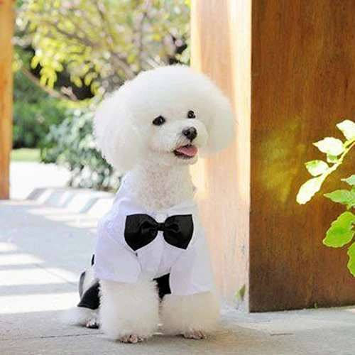 2016 Hot item! Pet Dog Cat Clothes Prince Tuxedo Bow Tie Suit Puppy Costume Jumpsuit Coat S-XXL 456fwr32 | Дом и сад