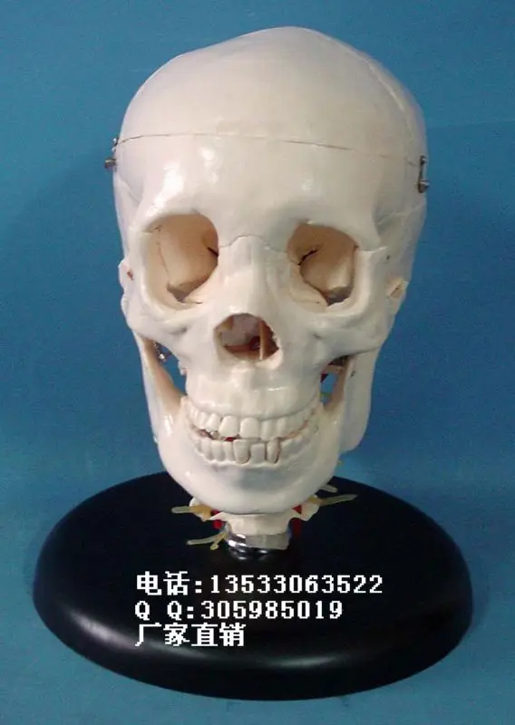 1:1human skull model skeleton Medical Model free shipping
