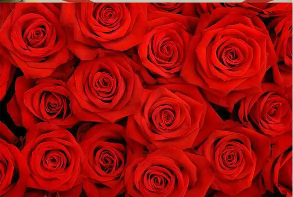 New large wallpaper Custom Beautiful red roses mural wall paper papel de parede stickers Free shipping8453 wallpa | Обустройство дома