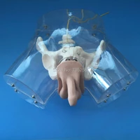 male transparent catheterization simulatorurethral catheterization training model