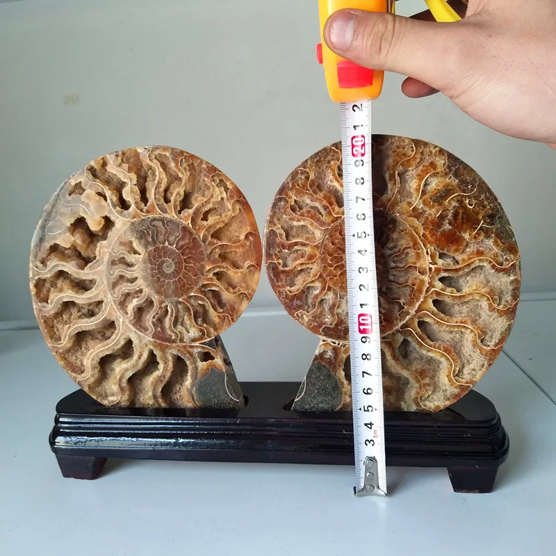 Природный камень раковины fossil минеральный образец домашнего украшения каменная коллекция fossil
