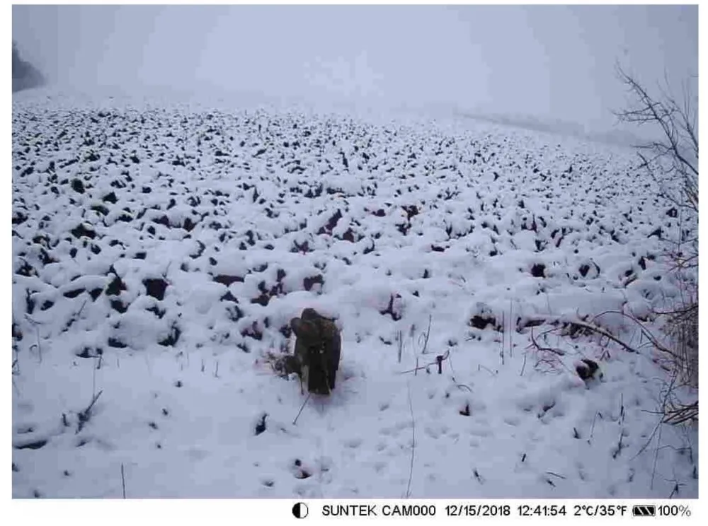 Охотничья тропа камера SUNTEKCAM HC-800M дикая природа 2G MMS фото ловушка видео наблюдения 16MP цифровой ночного видения животных Водонепроницаемый