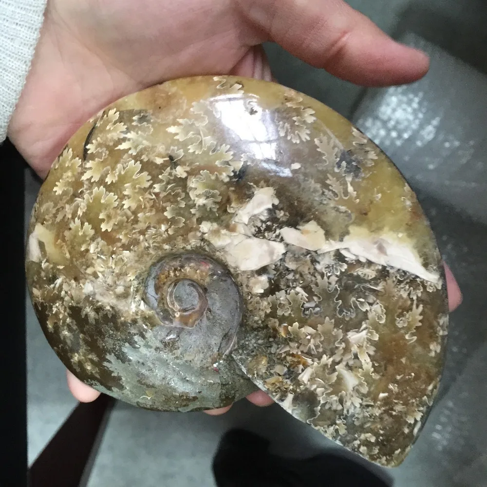 2019 горячая распродажа высокое качество натуральные необработанные окаменелости