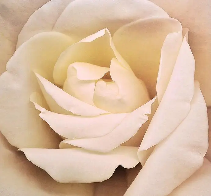 Домашний Декор 3d стереоскопические обои романтические розы цветы