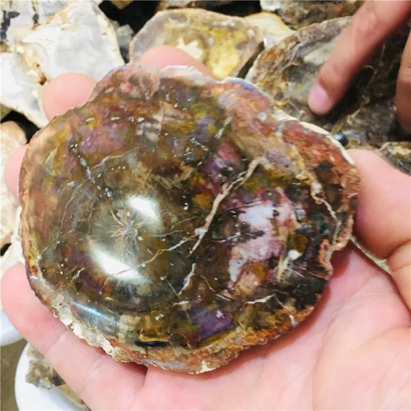 

natural crystal quartz fossil raw stone specimens