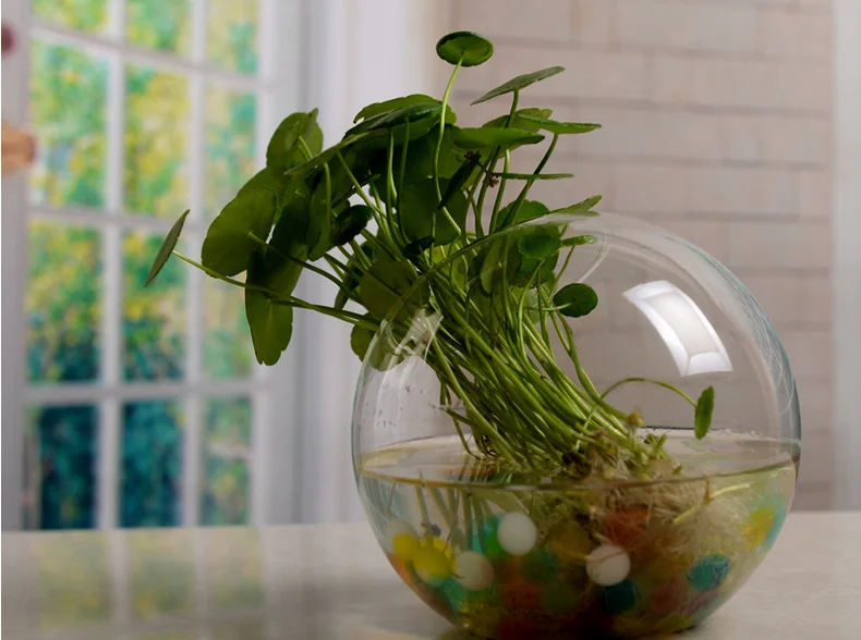 Прозрачная стеклянная ваза гидропонная для цветов подвесные круглые стеклянные