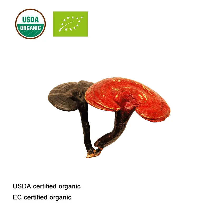 USDA и СЕ сертифицированная Органическая Рейши shell-Сломанный Споровый порошок экстракт Ganoderma lucidum бактерии порошок