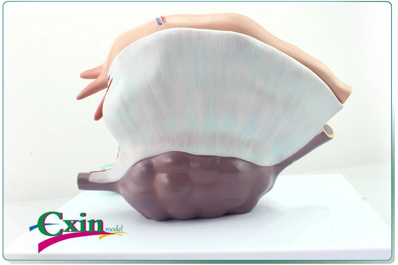 

Ovarian uterus model medical gynecology teaching ovarian structure model female reproductive system