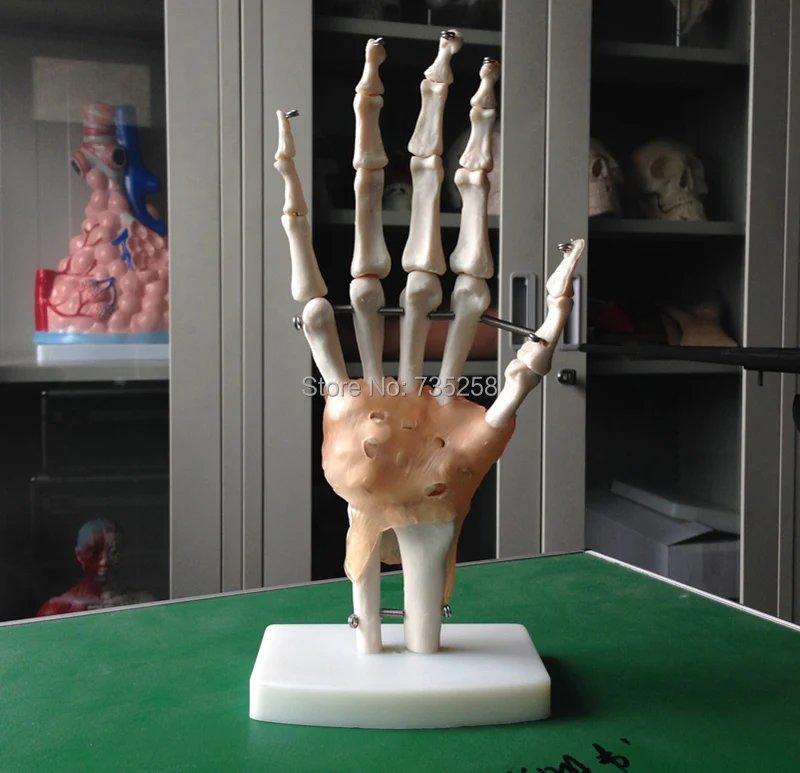

Life-Size Hand Joint with Ligaments,The palm of your hand with ligament model